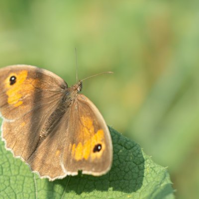 Maniola jurtina (okáč luční), PP Bobrava