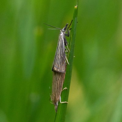 Chrysoteuchia culmella (travařík zahradní), SK, Štôla
