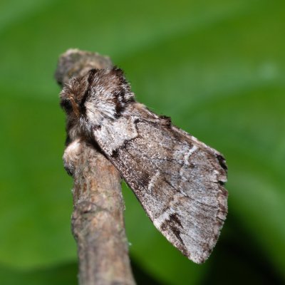 Drymonia obliterata (hřbetozubec tmavoúhlý), PP Střelický les