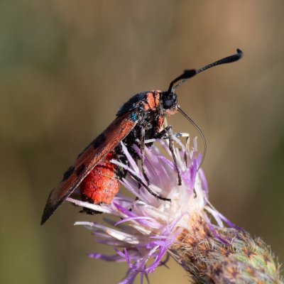 Zygaena laeta (vřetenuška pozdní), PR Kamenný vrch