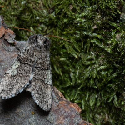 Achlya flavicornis (můřice jarní), Kývalka