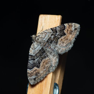 Xanthorhoe quadrifasiata (píďalka prvosenková), Nebovidy