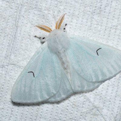 Arctornis l-nigrum (bekyně černé L), Augšperský potok