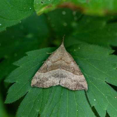 Hypena proboscidalis (zobonosec kopřivový), Podkomorské lesy