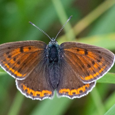 Lycaena hippothoe (ohniváček modrolemý), SK, Štôla