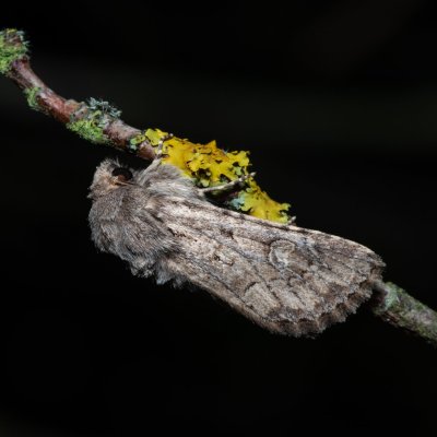 Luperina testacea (travařka hlínožlutá), Hády - odkaliště