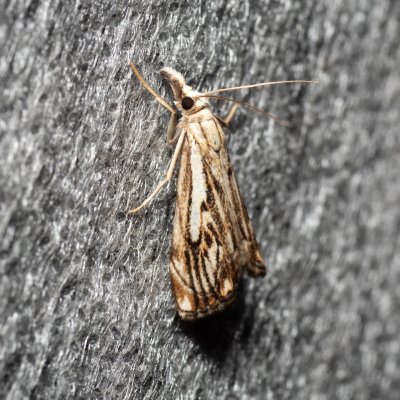 Catoptria falsella (travařík károvaný), Lysá hora u Ochozu