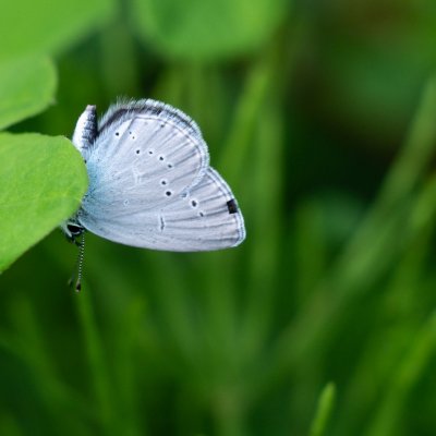 Cupido minimus (modrásek nejmenší), PP Obůrky - Třeštěnec