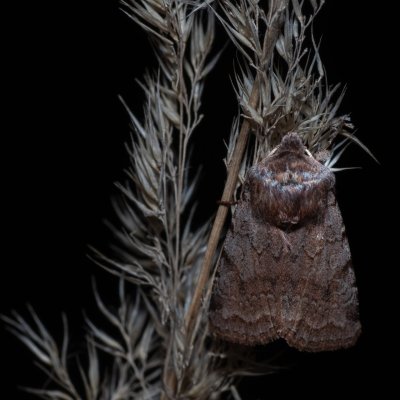 Cerastis rubricosa (osenice jarní), PP Velké Družďavy