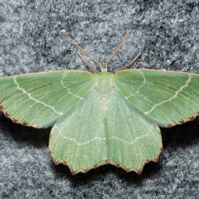 Thalera fimbrialis (zelenopláštník mateřídouškový), Lysá hora u Ochozu