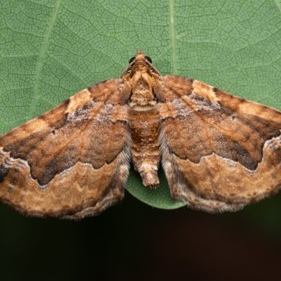 Pelurga comitata (píďalka mochnová), Hrušovany u Brna