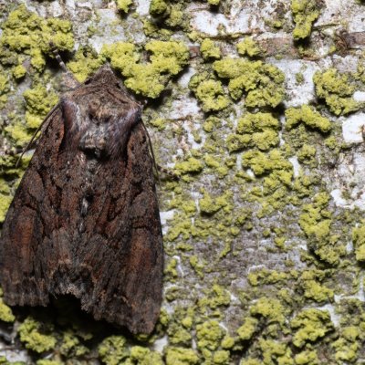 Lacanobia thalassina (můra březová), NPR Radostínské rašeliniště