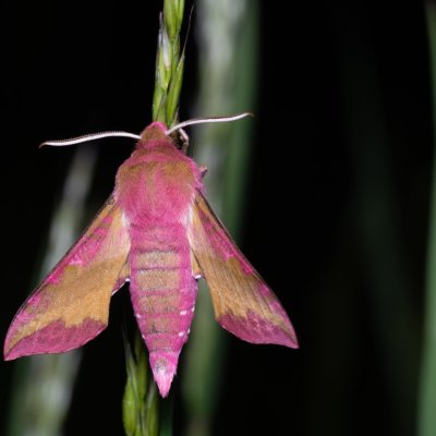 Deilephila porcellus (lišaj kyprejový), Kývalka