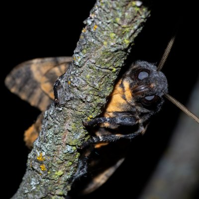 Acherontia atropos (lišaj smrtihlav), Hády