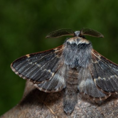 Poecilocampa populi (bourovec topolový), Žebětín