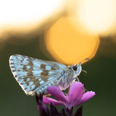 Pyrgus carthami (soumračník proskurníkový), PP Černice