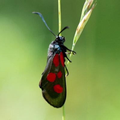 Zygaena viciae (vřetenuška komonicová), SK, Štôla