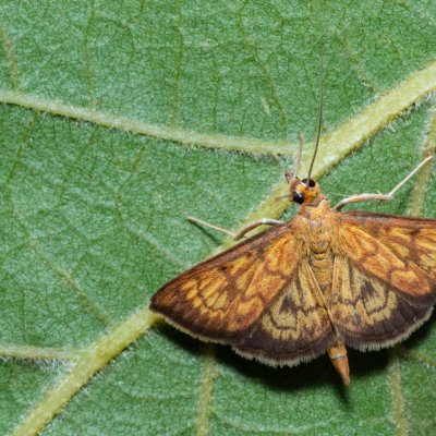 Ecpyrrhorrhoe rubiginalis (-), PP Na cvičišti