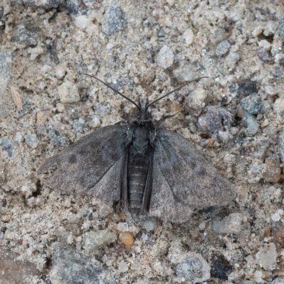 Metaxmeste phrygialis (zavíječ skalní), IT, Jaufenpass, Jižní Tyrolsko