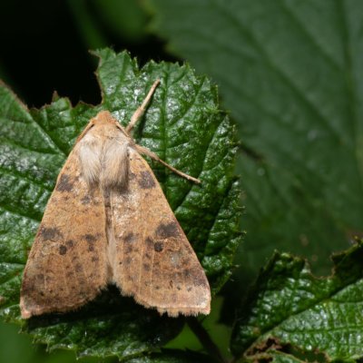 Xanthia ocellaris (zlatokřídlec topolový), Helenčina studánka