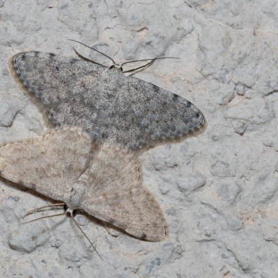 Scopula confinaria (-), HR, Jablanac