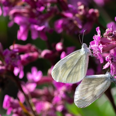 Leptidea juvernica/sinapis (bělásek luční/hrachorový), PR Kamenný vrch