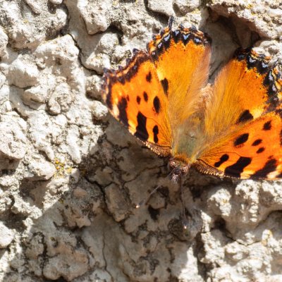 Nymphalis polychloros (babočka jilmová), HR, Jablanac
