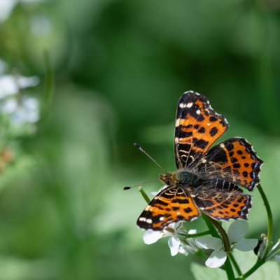 Araschnia levana (babočka síťkovaná), Podkomorské lesy, Kopeček