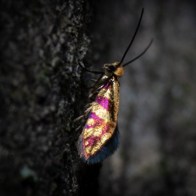Micropterix tunbergella (chrostíkovník lískový), Hornek