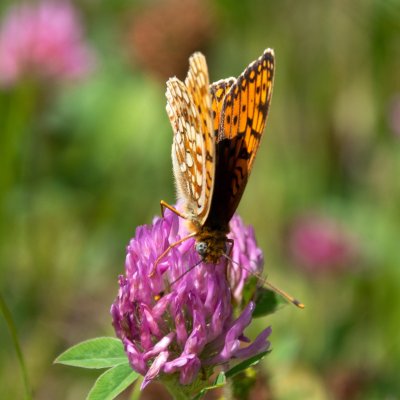 Argynnis niobe (perleťovec maceškový), SK, NPR Furkotská dolina, Tatry