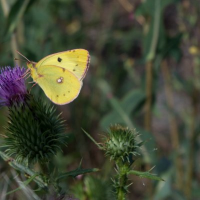 ?, PP Augšperský potok