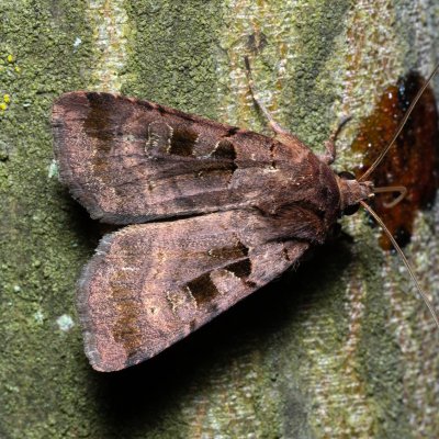 Xestia rhomboidea (osenice hluchavková), Březina