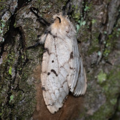 Lymantria dispar (bekyně velkohlavá), Kamenný vrch