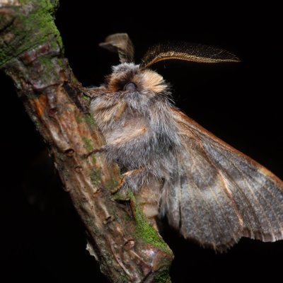 Poecilocampa populi (bourovec topolový), Žebětín
