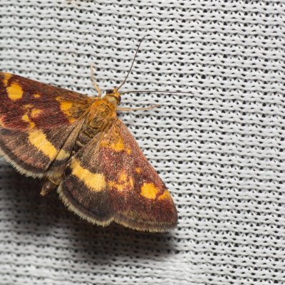 Pyrausta aurata (zavíječ zlatoskvrnný), PP Na cvičišti
