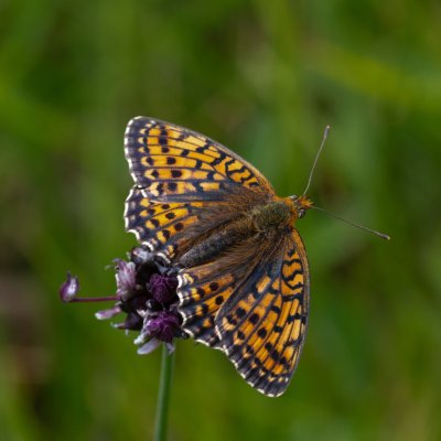 Brenthis hecate (perleťovec dvouřadý), NPR Čertoryje