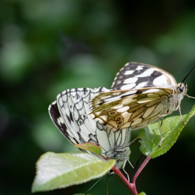 Melanargia galathea (okáč bojínkový), Lukovany