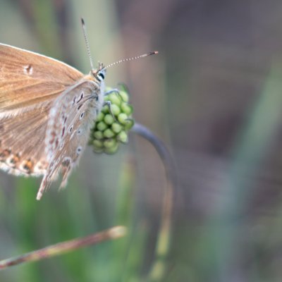 Polyommatus coridon (modrásek vikvicový), PR Kamenný vrch