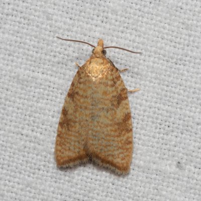 Aleimma loeflingiana (obaleč dubinový), NPP Stránská skála