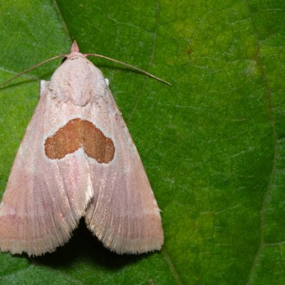 Calymma communimacula (světlopáska červcová), NPR Slanisko u Nesytu