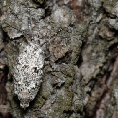 Diurnea fagella (šedivěnka jarní), Žebětín