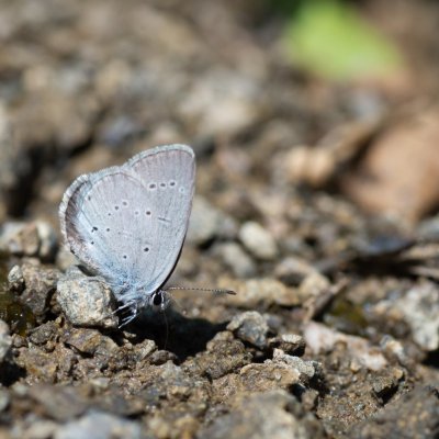 Cupido minimus (modrásek nejmenší), Hády