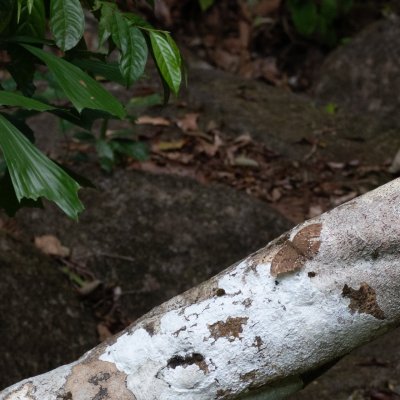 Bassarona dunya (-), TH, Khao Sok