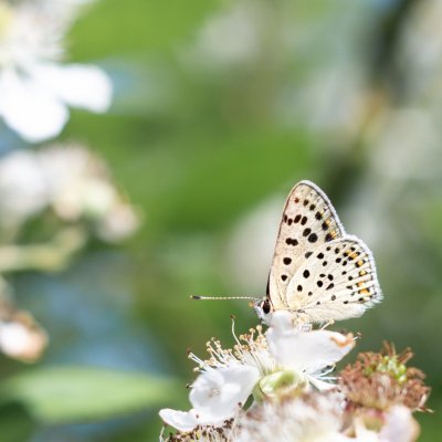 Lycaena tityrus (ohniváček černoskvrnný), NPR Mohelenská hadcová step