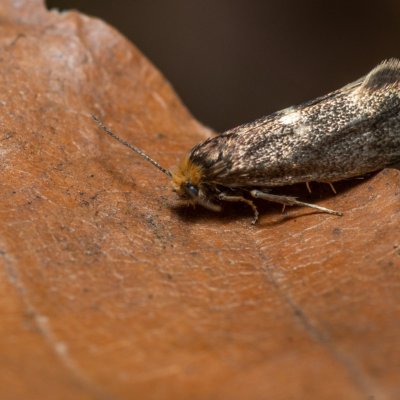 Incurvaria sp., Kývalka