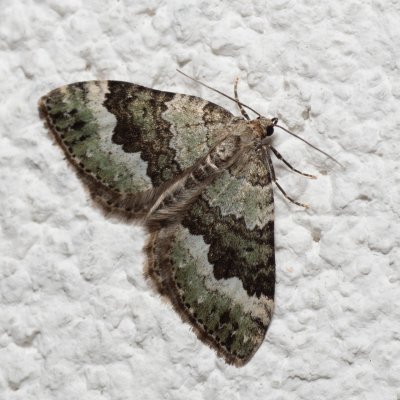 Colostygia aptata (píďalka skalková), IT, Pfelders - Plan, Jižní Tyrolsko