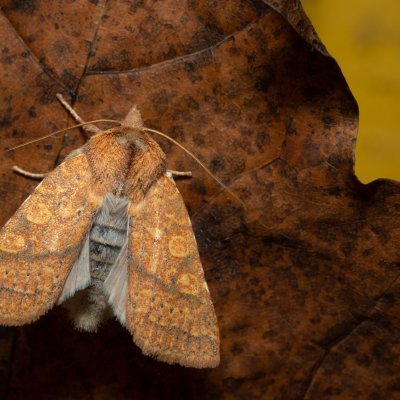 Jodia croceago (zlatokřídlec vzácný), Kamenný vrch