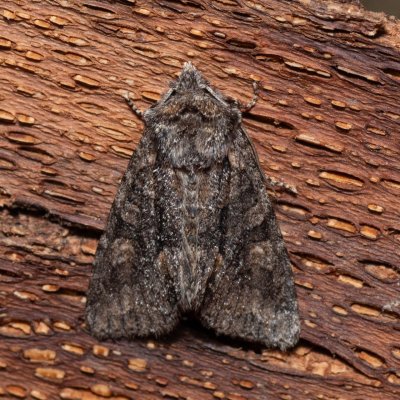 Dichonia convergens (pestroskvrnka hnědošedá), PR Kamenný vrch