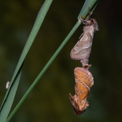 Triodia sylvina (hrotnokřídlec salátový), Klentnice