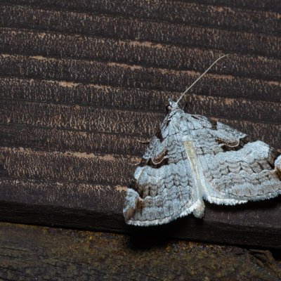 Aplocera praeformata (píďalka třezalková), SK, Štôla